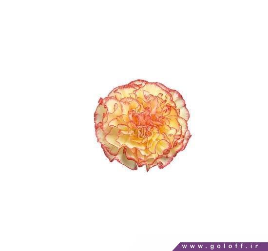 گل میخک فیستا کوماچی - Carnation | گل آف